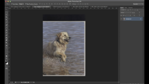 Scan vs. Photo: What’s the Difference? - FotoProfy