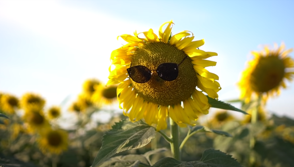 7 Reasons to Have a Pre-wedding Shoot