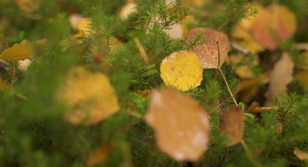 Understanding macro photography