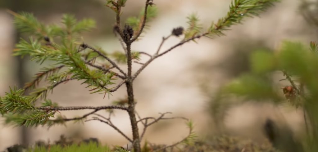Which iPhones Support Macro Photography?