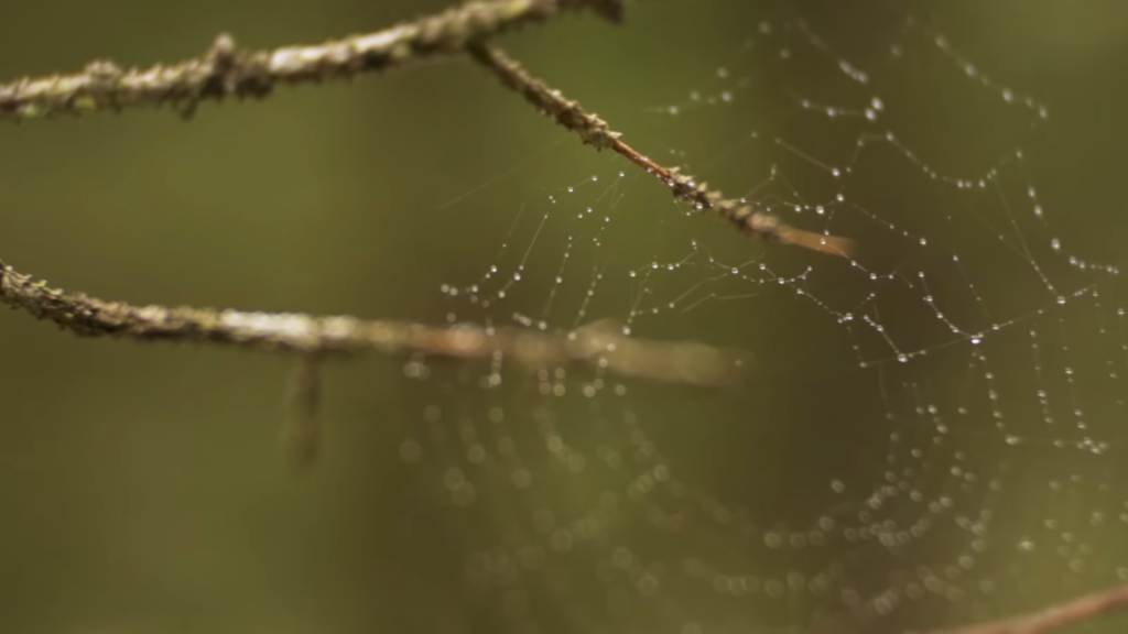 Tips for creative macro photography on iPhone