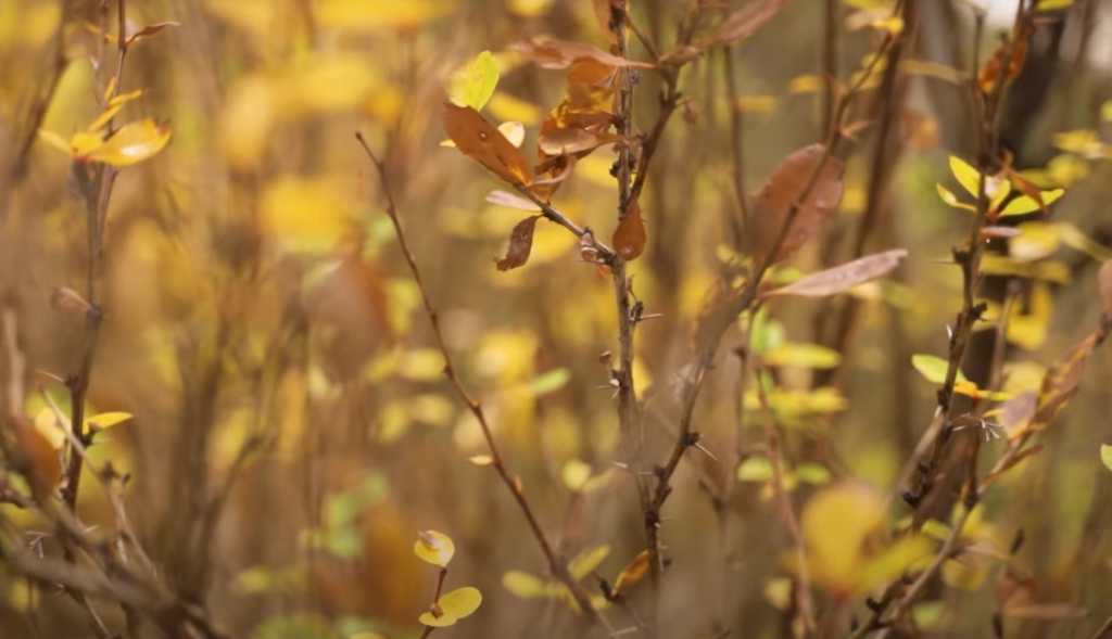 Understanding macro photography